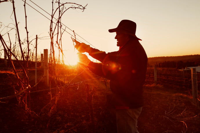 Viticulture at Lake's Folly